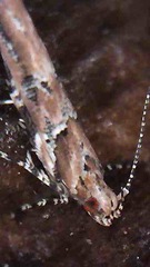 Pyroderces aellotricha