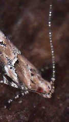 Pyroderces aellotricha