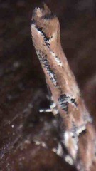 Pyroderces aellotricha