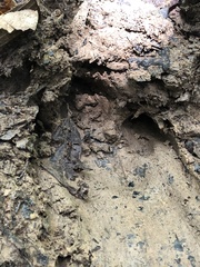 Tapirus terrestris