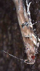 Pyroderces aellotricha