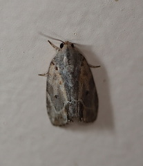 Etanna breviuscula