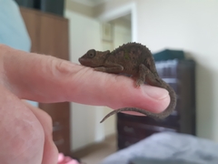 Bradypodion caeruleogula