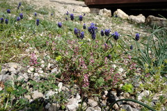 Fumaria kralikii