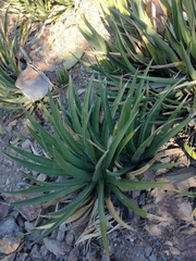 Agave difformis