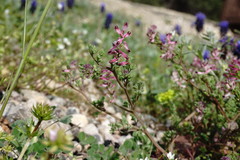 Fumaria kralikii