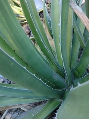 Agave difformis