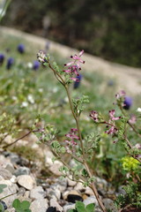 Fumaria kralikii