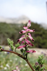 Fumaria kralikii