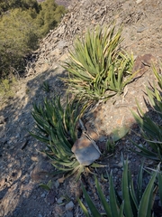 Agave difformis