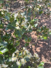 Syzygium legatii