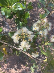 Syzygium legatii