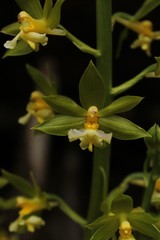 Calanthe griffithii