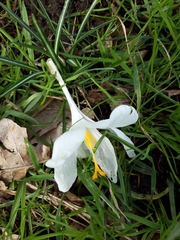 Crocus vernus
