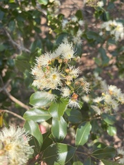 Syzygium legatii