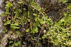 Hymenophyllum capense