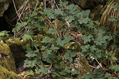 Rubus affinis