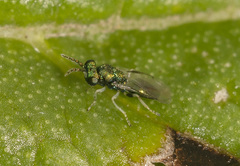 Entedon