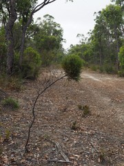 Hakea corymbosa