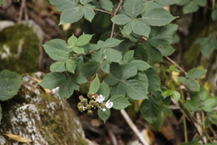 Rubus affinis