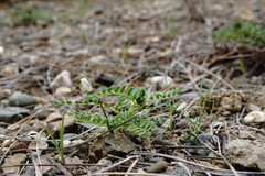 Astragalus guttatus