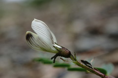 Astragalus guttatus