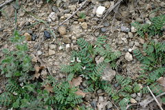 Astragalus guttatus