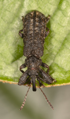 Isacantha dermestiventris