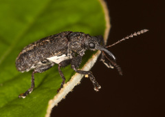 Isacantha dermestiventris