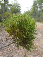 Hakea corymbosa