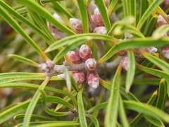 Hakea corymbosa