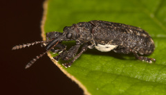 Isacantha dermestiventris