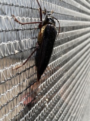 Anthracocentrus capensis