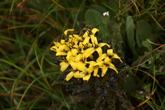 Soroseris hookeriana