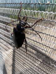 Anthracocentrus capensis