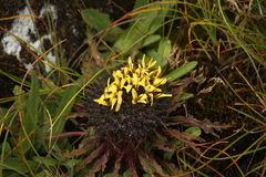 Soroseris hookeriana