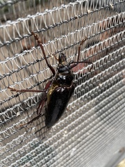 Anthracocentrus capensis