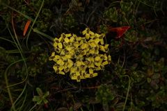 Soroseris hookeriana