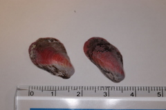 Modiolus nipponicus