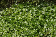 Symphyogyna podophylla