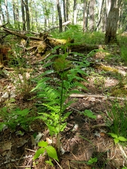 Dryopteris intermedia