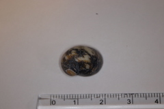 Nerita japonica