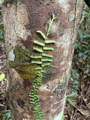 Pothos cylindricus
