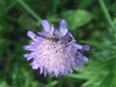 Chrysanthia viridissima
