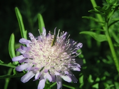 Chrysanthia viridissima