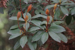 Machilus thunbergii