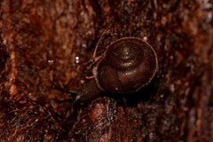 Austrochloritis wollemiensis