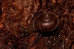 Austrochloritis wollemiensis