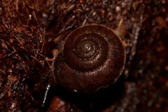 Austrochloritis wollemiensis