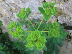 Euphorbia platyphyllos